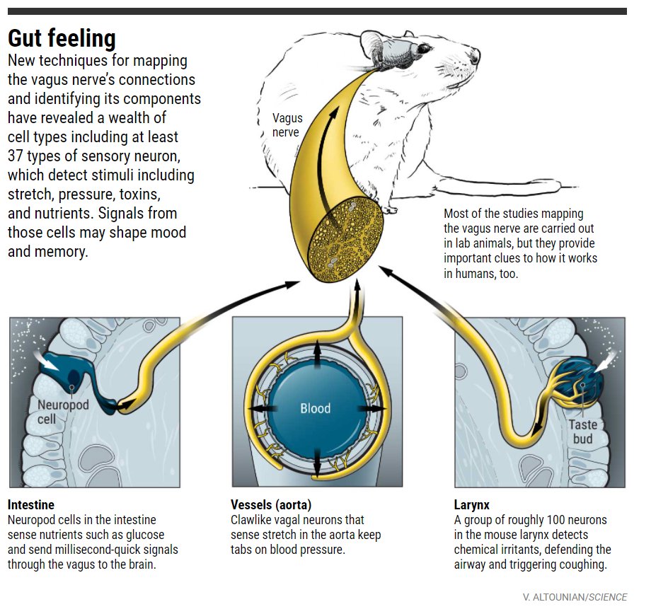 Scientists are unraveling how our organs talk to the brain—and how the brain talks back. 

Learn more: scim.ag/3ua #ScienceMagArchives
