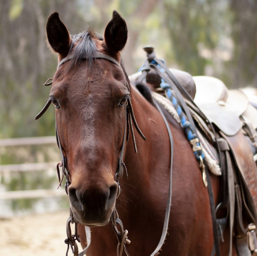 Start your week off just right!!

 ✅ Saddle On
 ✅ Dimples Horse Treats in Hand
 ✅ Ready for the Adventure

#DimplesHorseTreats #HorseTreats #HorseTraining #TrainingTreats #EquineNutrition #HomemadeHorseTreats #Adventure #HorseAdventure #SaddleOn