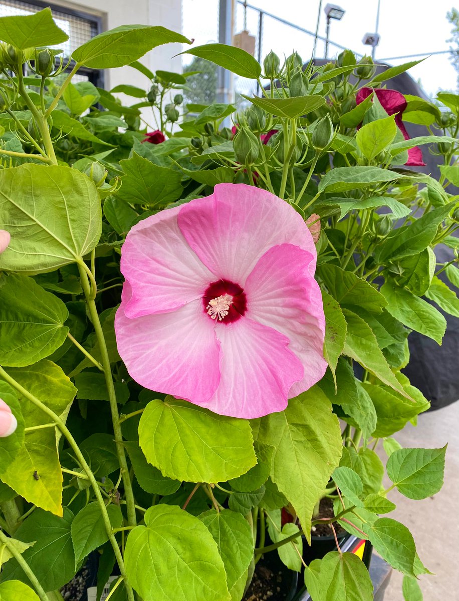 ShabbyNChic's tweet photo. Look at this gorgeous hibiscus! It’s like 5 inches in diameter. 😍🌸 https://t.co/lxQAhhGEOl
