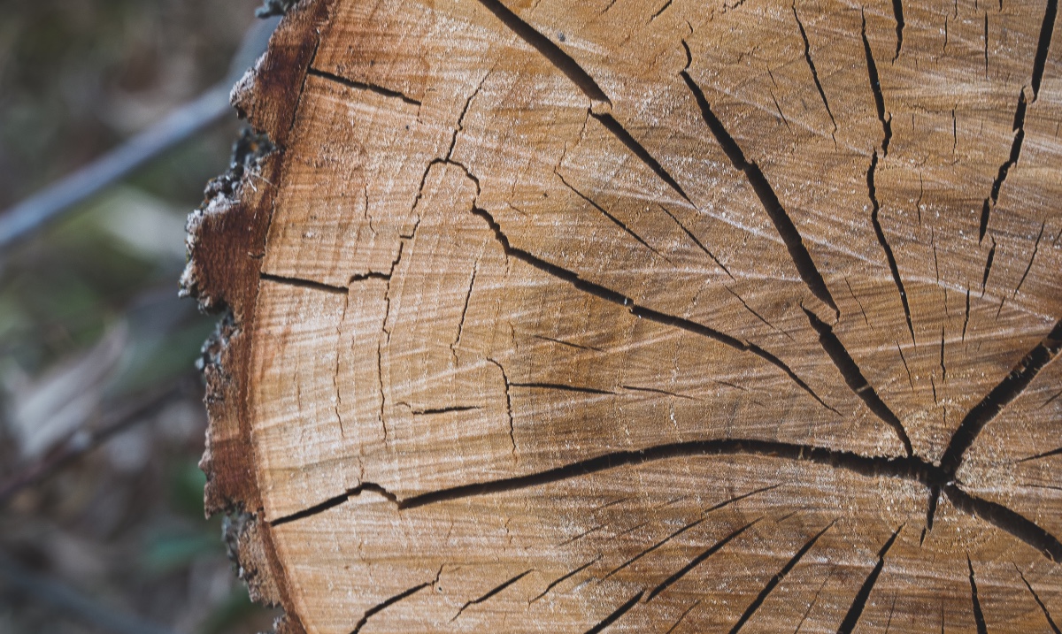 forestscanada's tweet image. #DYK that tree discs can tell you more about a tree than just its age? They can also tell you about its life history and can be used to ascertain the surrounding area&apos;s history. For example, a very narrow growth ring can mark the last drought. #TreeFactTuesday