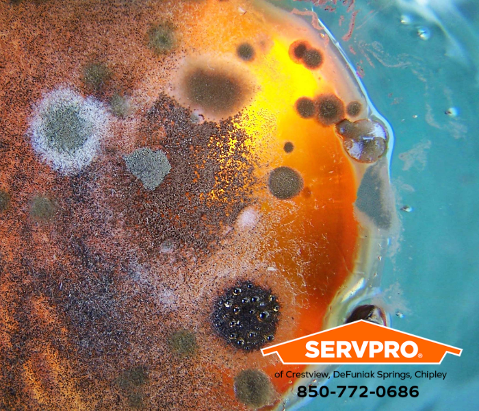 Mold Outbreak in Mossy Head Home? We are leaders in mold removal services in Walton County. #SERVPRO #SERVPROofCrestviewDefuniakSpringsChipley #HeretoHelp #LikeItNeverEvenHappened #waterdamage #firedamage #propertydamage