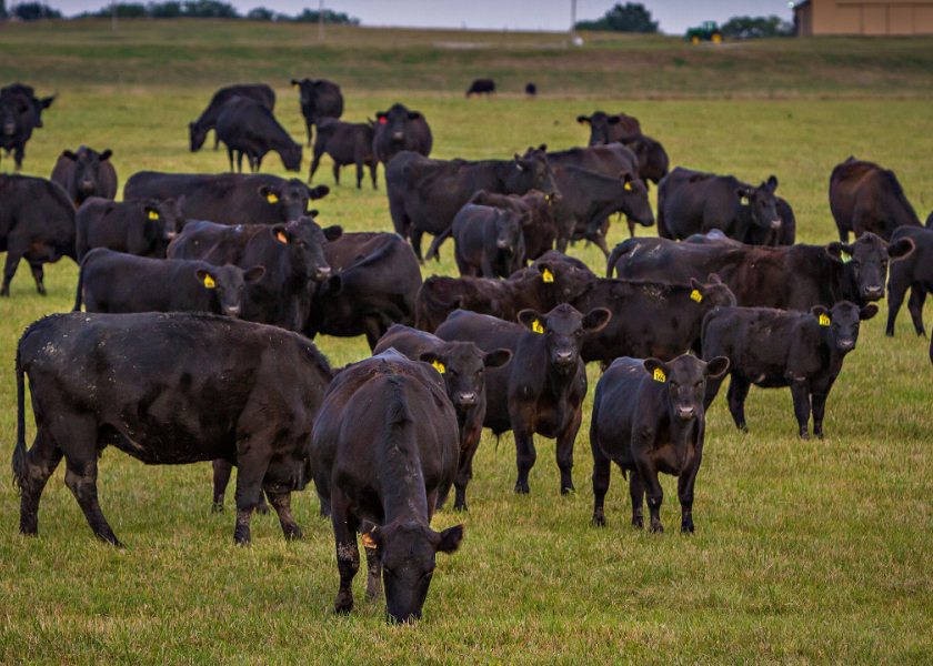 DroversCTN's tweet photo. Missouri researcher Jared Decker used the commercial genomic prediction tool Zoetis GeneMax Advantage to investigate the ability of the test to predict the performance and profitability of a group of Angus calves.

https://t.co/XfdkrIwTOB https://t.co/toAyq69zcQ