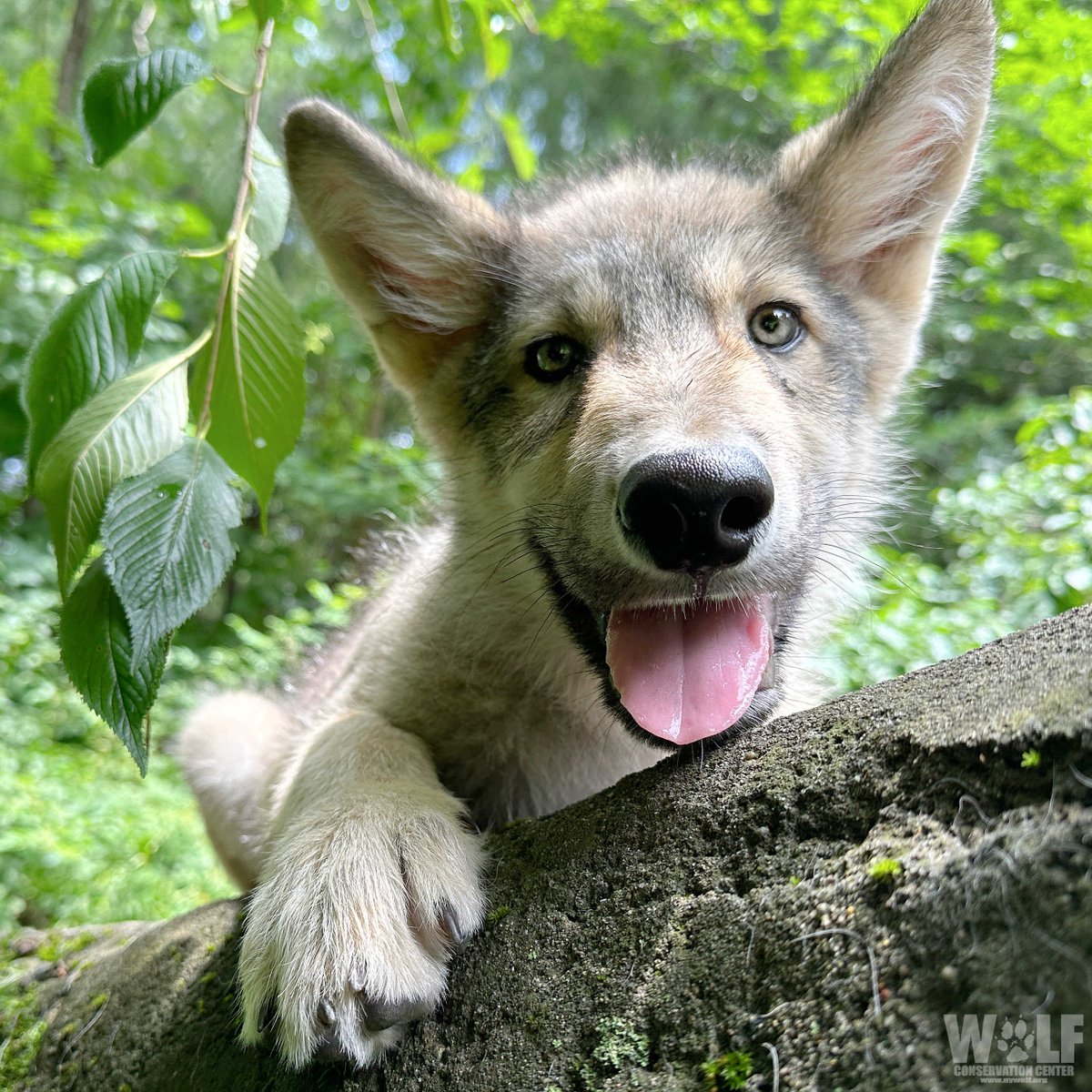 nywolforg's tweet photo. Hope is a wolf pup's smile 😄 https://t.co/lvLBI5Qv2i