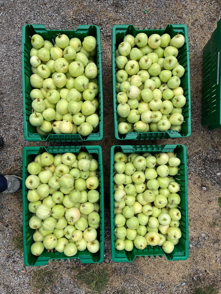 Today we picked 245 lbs of transparent apples at our fruit pick! Thanks to our volunteers, they will be donated to <a href="/raincityhsg/">RainCity Housing</a> and processed into yummy baked goods