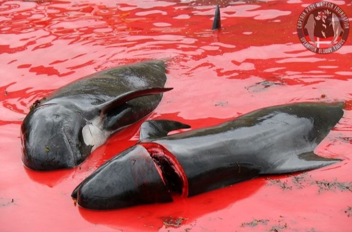 Shame on the Faroe Islands.  156 precious lives slaughtered by savages!!!

#BoycottFaroeIslands #faroeislands #whales #sealife #oceans #wildlife
#cruising #cruiseship #denmark