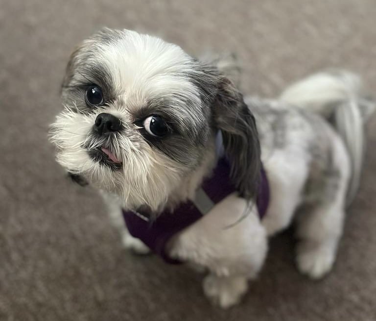 💙 Sheila Stewart 💙 tweet media