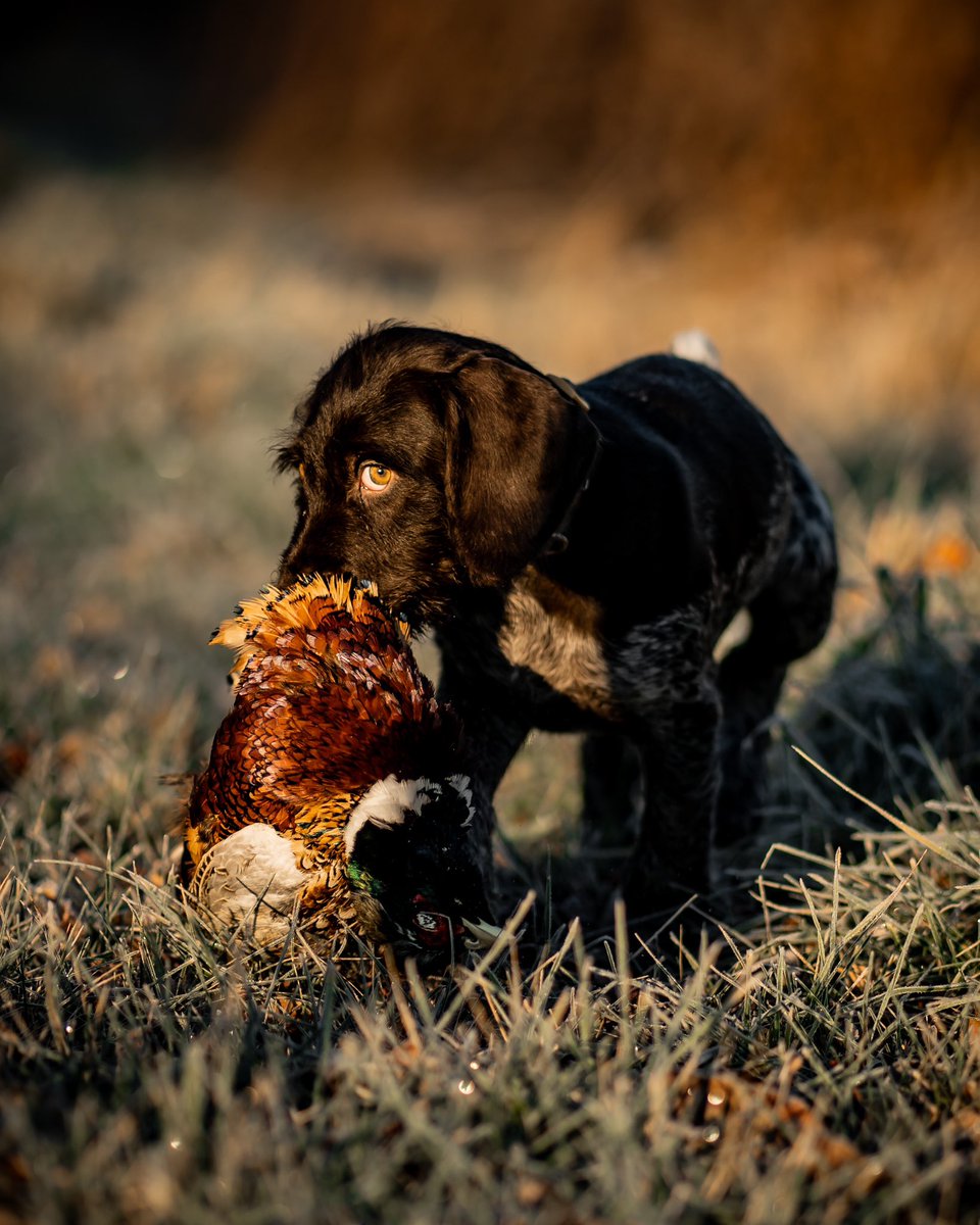 Pheasants Forever tweet media