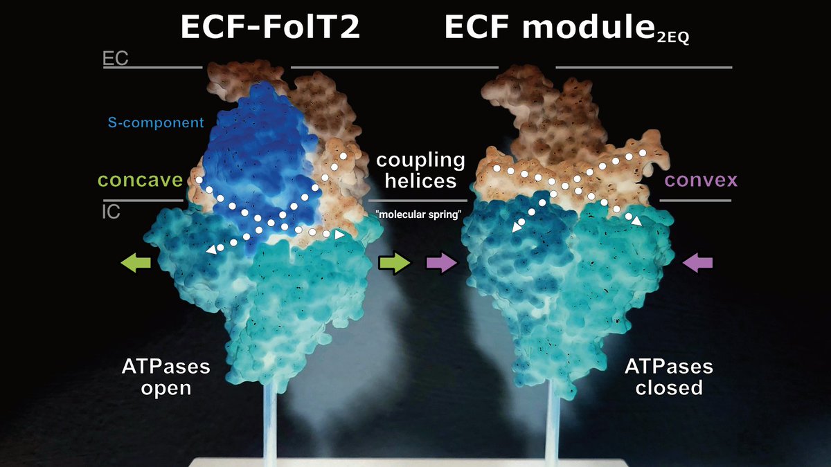 Excited to share our work on how ECF #transporters use ATP binding to charge a molecular spring and tune the #membrane shape to expel membrane-embedded substrate-binding proteins from the docking site into the membrane. #cryoEM #Biochemistry #MDsimulation rdcu.be/dhJvy