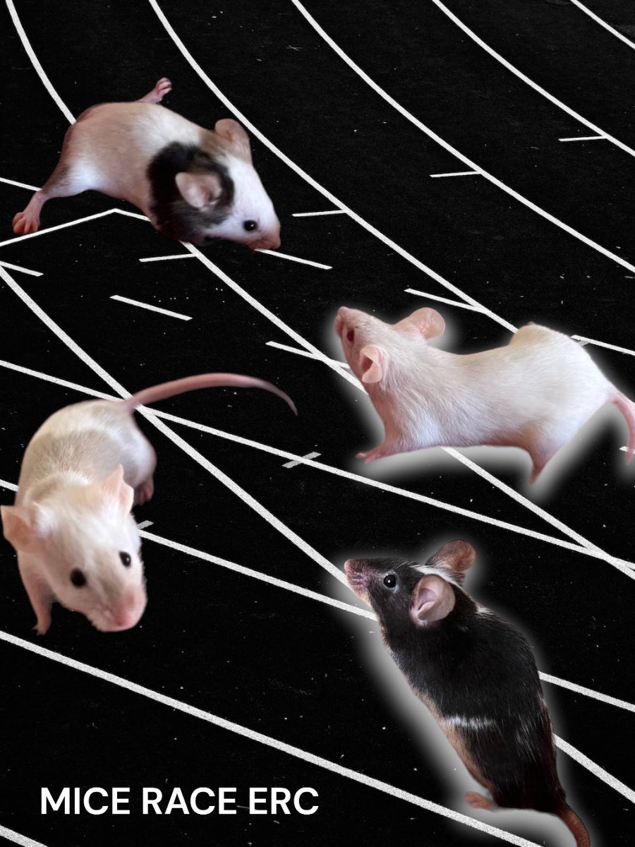 ERCMice's tweet photo. 🏁 Ready, set, go! 🐭🏎️ Races are about to kick off - the fastest mice in town! 🎉🐁 Streaming live on Twitch soon! 📺
your creative input!🤔💡Share best names for these speedy mice in the replies!
See who comes up with the most epic mouse name! 🏎️💨 #FastMouse #TwitchRaces https://t.co/8PHovrYqJi