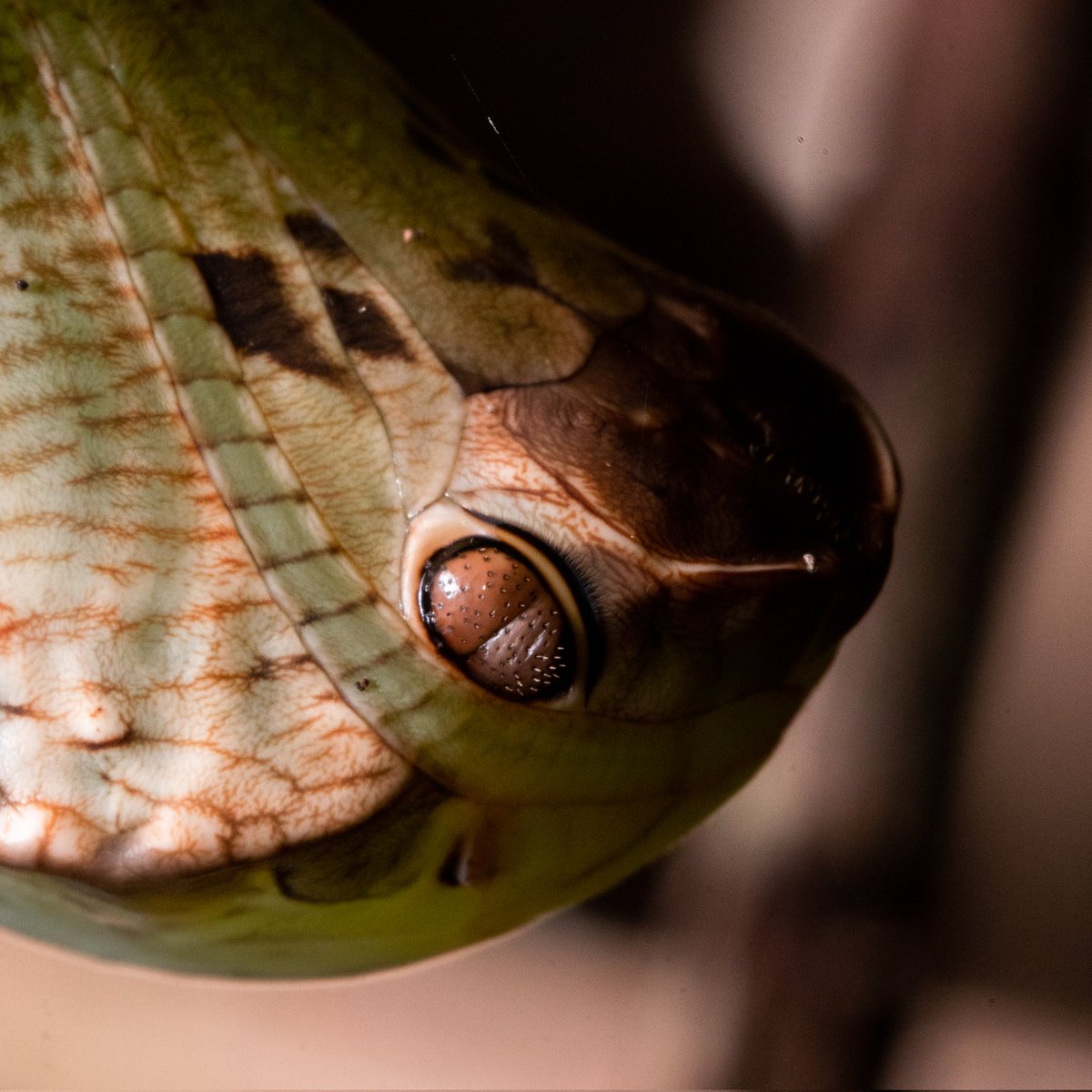 projetomantis's tweet photo. Opa, uma cobra! Foi a primeira reação ao abaixar para procurar louva-a-deus e dar de cara com essa crisálida. Apesar de pequenina, ao ver de perto ela realmente se assemelha muito, parece ter um rosto, escamas… mas não passa de um casulo incrível de borboleta do gênero Dynastor. https://t.co/VfA05GiOgq