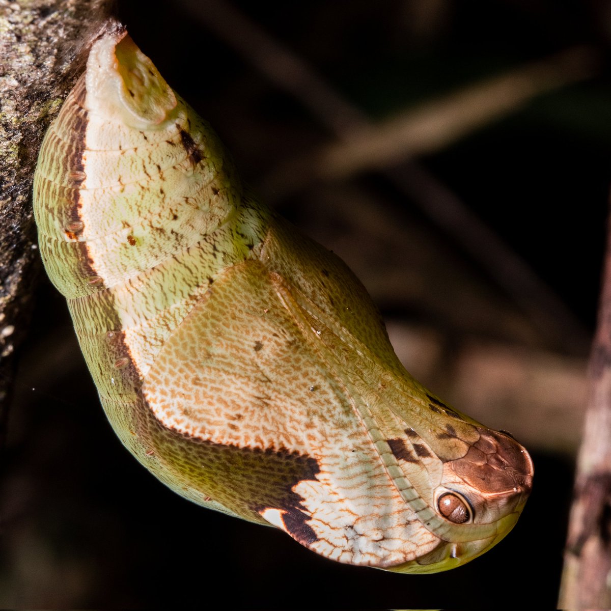 Opa, uma cobra! Foi a primeira reação ao abaixar para procurar louva-a-deus e dar de cara com essa crisálida. Apesar de pequenina, ao ver de perto ela realmente se assemelha muito, parece ter um rosto, escamas… mas não passa de um casulo incrível de borboleta do gênero Dynastor.