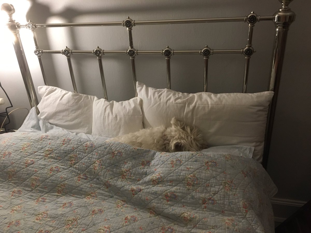 BlackM1710's tweet photo. Hmmmm:
βthere were three in the bed, and the little one said: βroll over, roll overβ
So they all rolled over, and one fell out. .
One in the bed
#PerfectPrincess
#nospace
#lovethisdog https://t.co/Cz3bpe5FEd