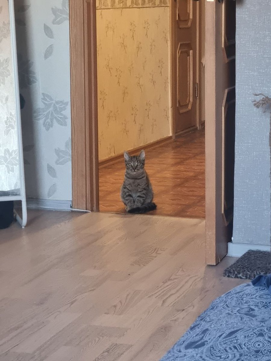 adelkasper's tweet photo. все они ДОМА🥰🥰
1, 3,4 фото - один прайд с теми, кто остался. жили в пром зоне без тепла, ели объедки
2 фото - забрала у самовы��ульщиков 😡 https://t.co/k6hGb8XBzp