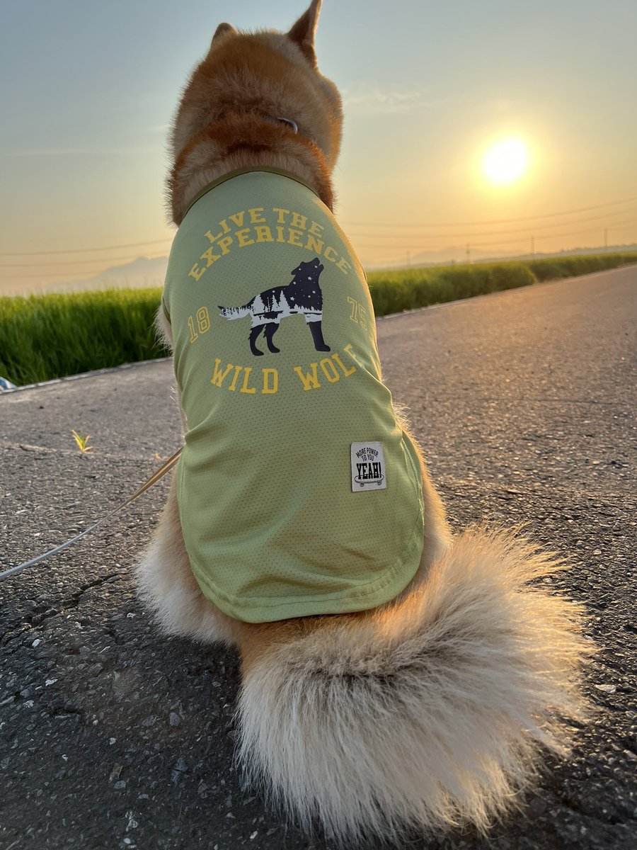 2daime_kanta's tweet photo. ワイルドウルフだろ〜👍
#ワンウィズアミッション
#WWAM
#MWAM
#柴犬のいる暮らし https://t.co/rbcTp6kMvf