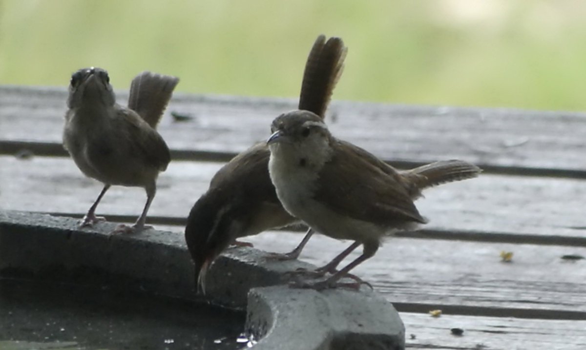 Mark Nau (@mark_nau) on Twitter photo 