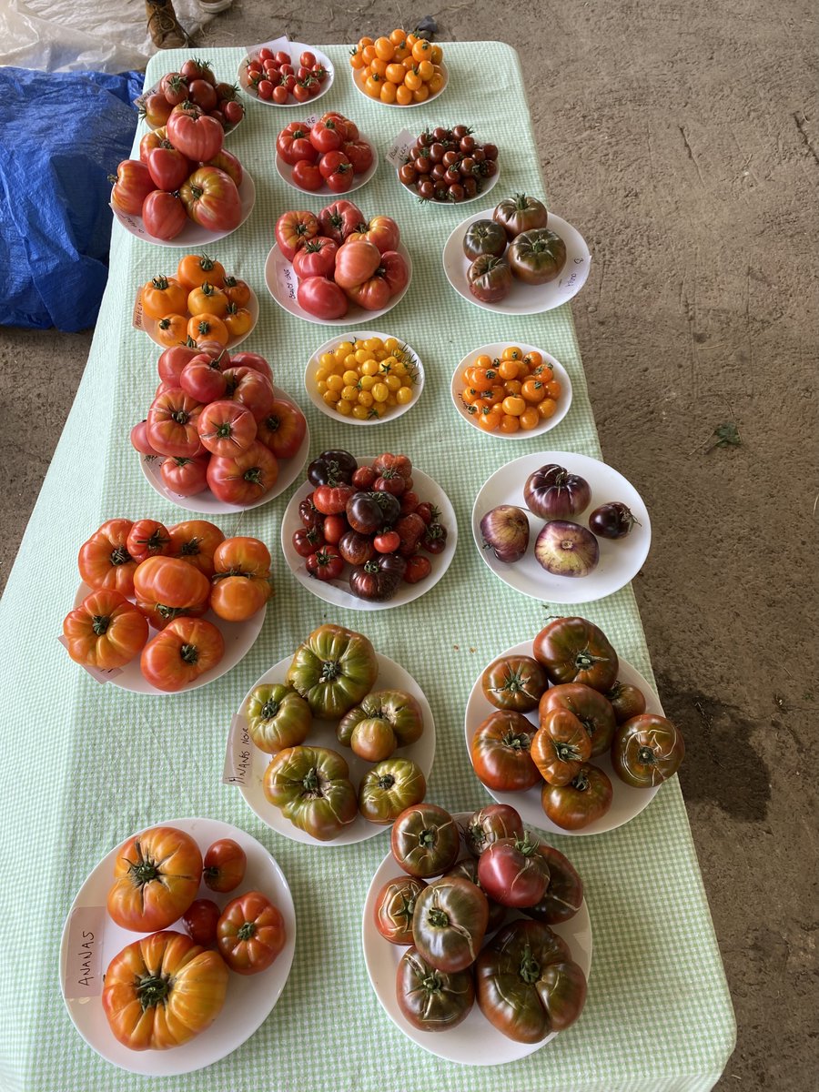 Come and visit us on Sunday afternoon, from 2-4. We are celebrating peak tomato season with a display of tomato varieties and and a cup of tea in the barn. If you would like to bring some of your tomatoes to add to the display we would be delighted. P81 HP71