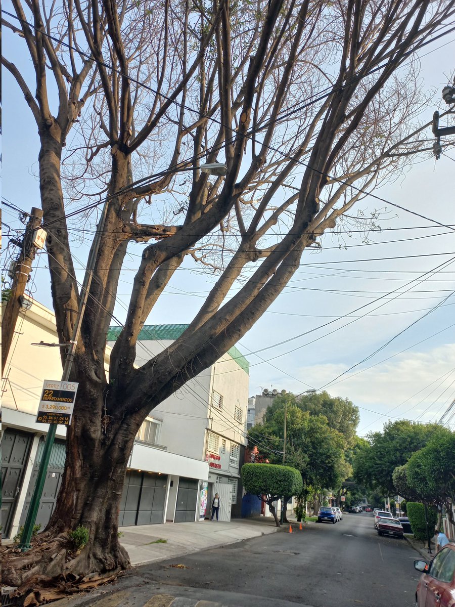 SLmau's tweet photo. Árbol de inclinación peligrosa @AlcaldiaBenito junto a una escuela en montealban casi esq luz saviñon #narvarte #vertiznarvarte https://t.co/lnXgbPtk6n