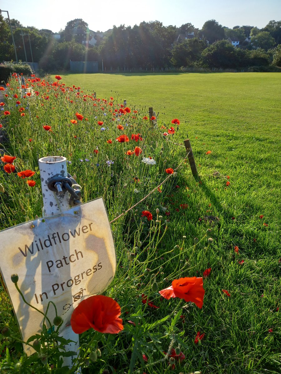 The wildflower meadow patches at Pensford Recreation Ground are looking amazing and are thriving with busy insect pollinators. 🌺🐝😊 Such a wonderful sight. Feeling ready for round 2 at another location. Watch this space..... <a href="/WestofEnglandCA/">West of England Mayoral Combined Authority</a> #joininfeelgood