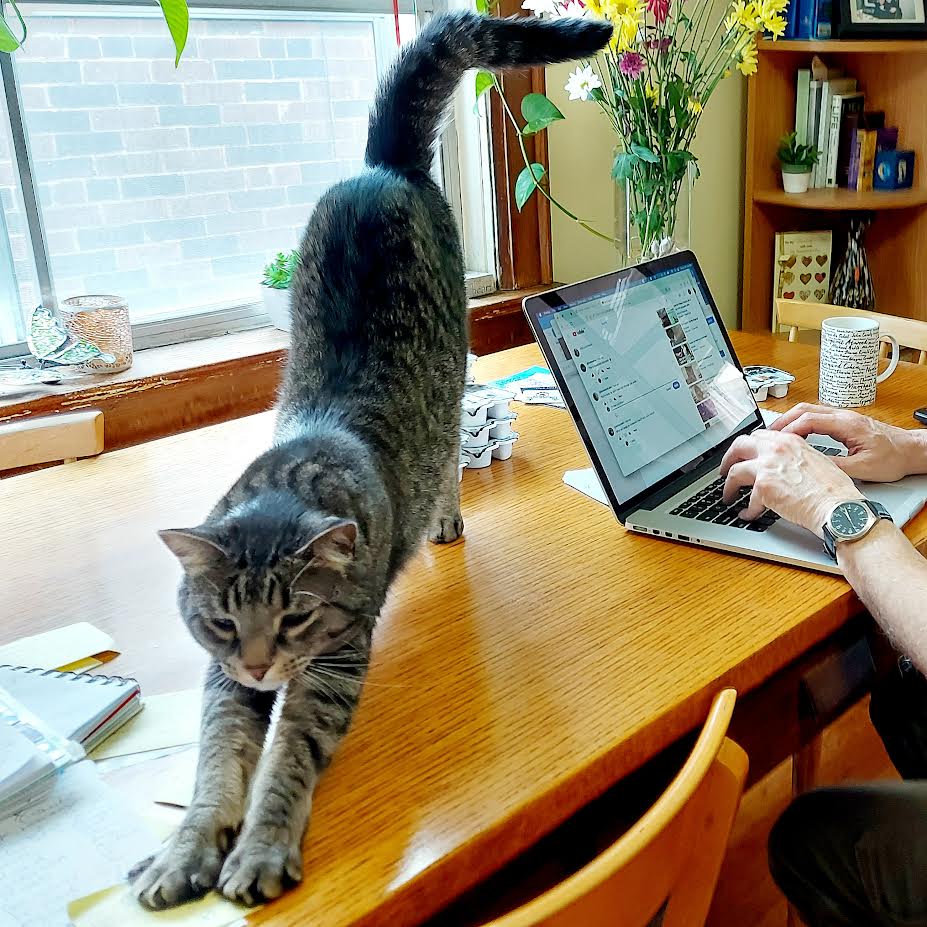 BobCatPlay's tweet photo. I keep asking Dad to do downward cat with me but he insists on working. Learn to chill, Dad!!
https://t.co/4lFR3oRuRs
#WorkingWithCats https://t.co/E9JiAVJiUG