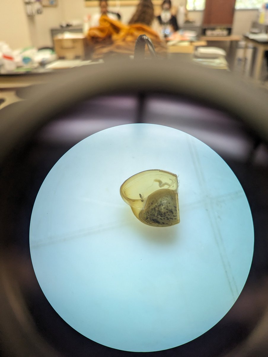 RaeMcNeish's tweet photo. Help freshwater folks with snail ID! We have these snails in our pond samples. Photos below. The top of the shell is coiled but flat and smooth. The pond is a site others have dumped critters from fish tanks into. https://t.co/8afNGCMaEL