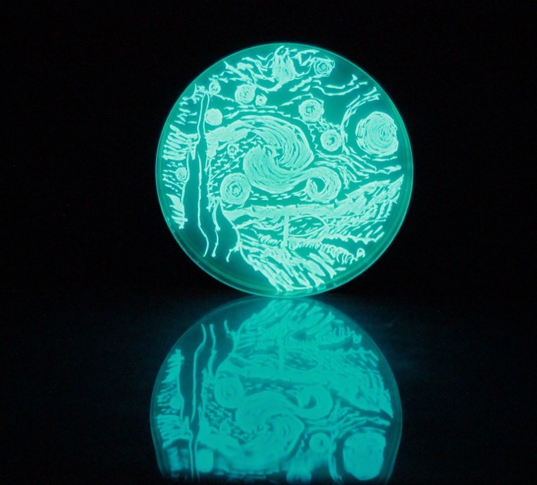 markowenmartin's tweet photo. My favorite piece of art, rendered in luminous bacteria, by @swirlgirl31415 #LuxArt #MicrobialLiteracy @univpugetsound @ASMicrobiology https://t.co/NpUPqmShUA