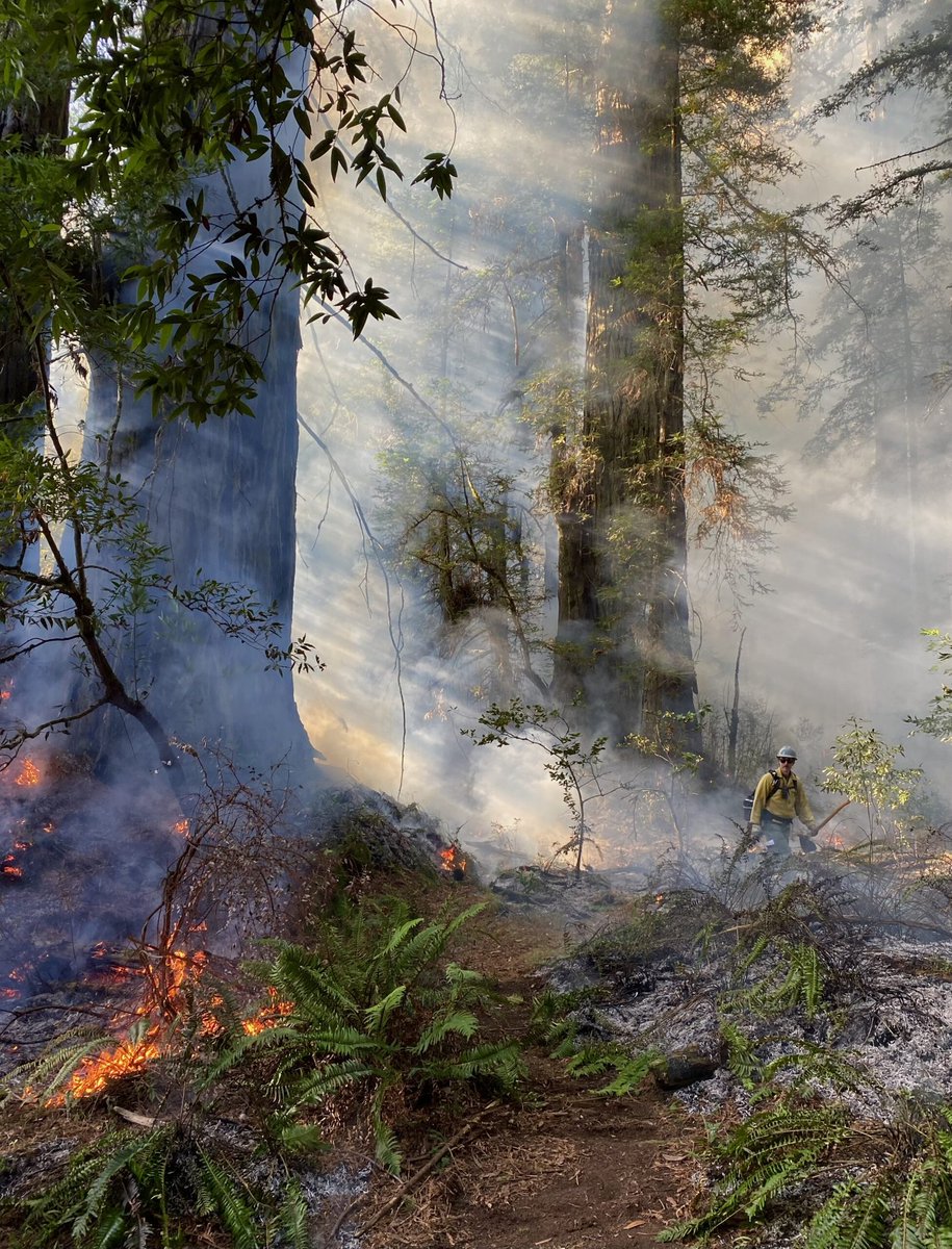 Leverhulme Centre for Wildfires 🔥 tweet media