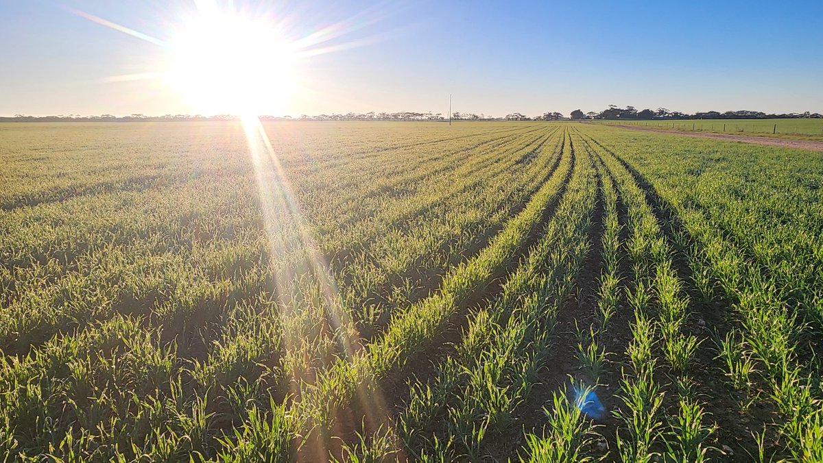 Lots to be happy about around the farm. Traces/nitrogen = happy plants!
