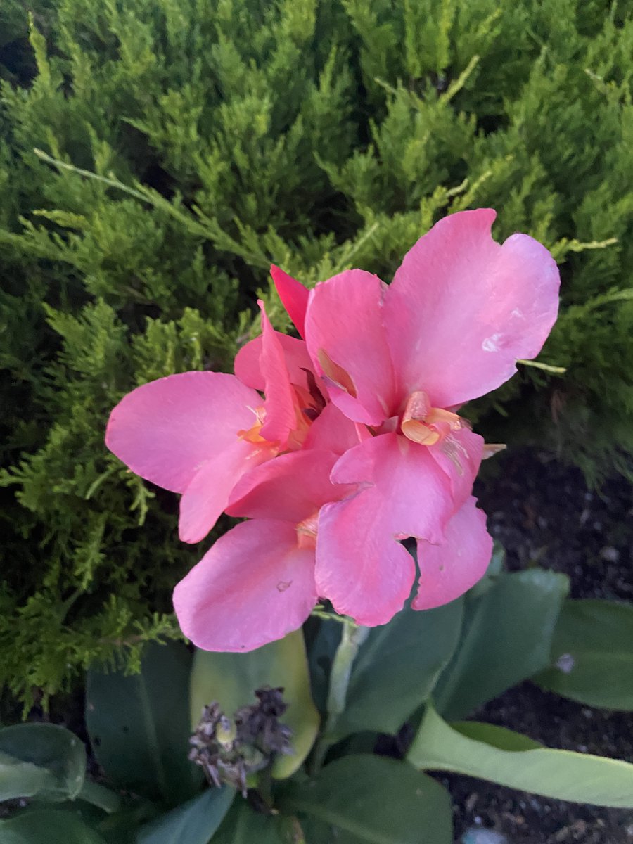 Lizeyesofblue's tweet photo. "The flower that follows the sun does so even on cloudy days." ~Robert Leighton
#FlowersOfTwitter #flowerpetals #flowerphotography #nature https://t.co/Soh6he2g5M