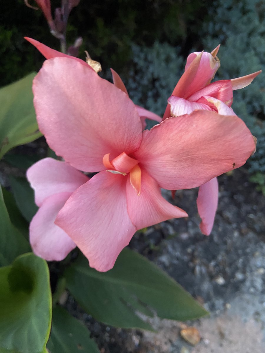 Lizeyesofblue's tweet photo. "The flower that follows the sun does so even on cloudy days." ~Robert Leighton
#FlowersOfTwitter #flowerpetals #flowerphotography #nature https://t.co/Soh6he2g5M
