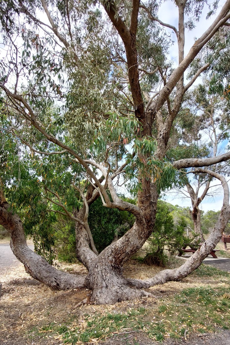 pfwaus's tweet photo. This eucalypt tree is a real survivor in the often harsh & windy conditions at the historic Woakwine Cutting near #RobeSA #SouthAustralia #Australia #Travel #TravelOz #History https://t.co/lneYsfYeD8