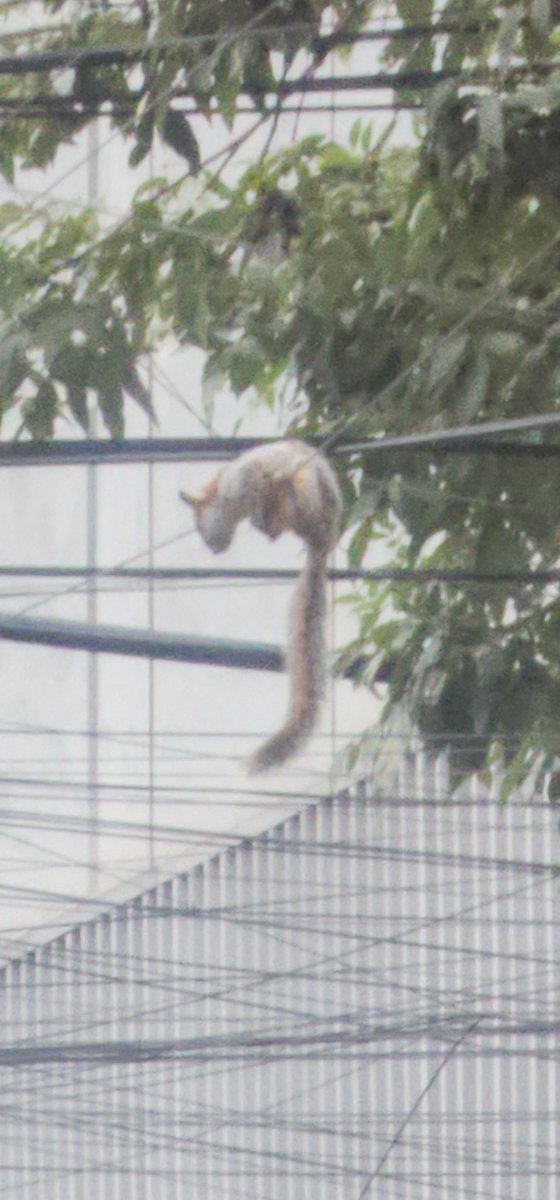 víctor nieves tweet media