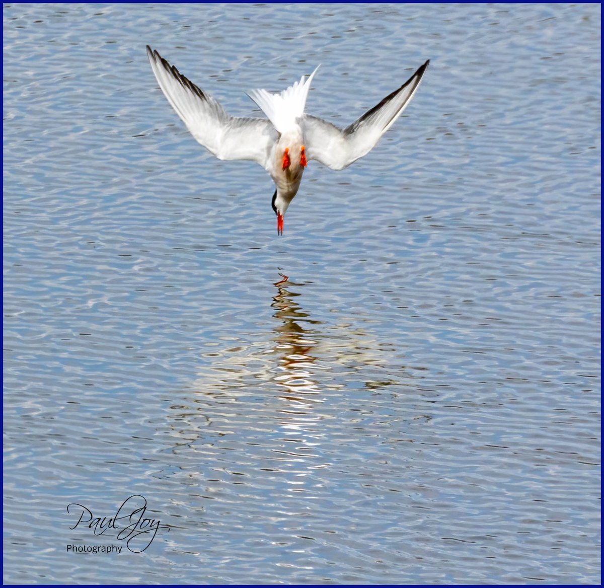 paul_joy46's tweet photo. One of the reserves we visited on our Yorkshire trip last week was a delightful reserve called North Cave. A well kept reserve with some lovely hides. Nice to watch a pair of Common Terns feeding g their chicks.
@wildlifeoculus
@nicnacnoopixs @NorthCaveWet @YWT_North https://t.co/MKov2dOxDe