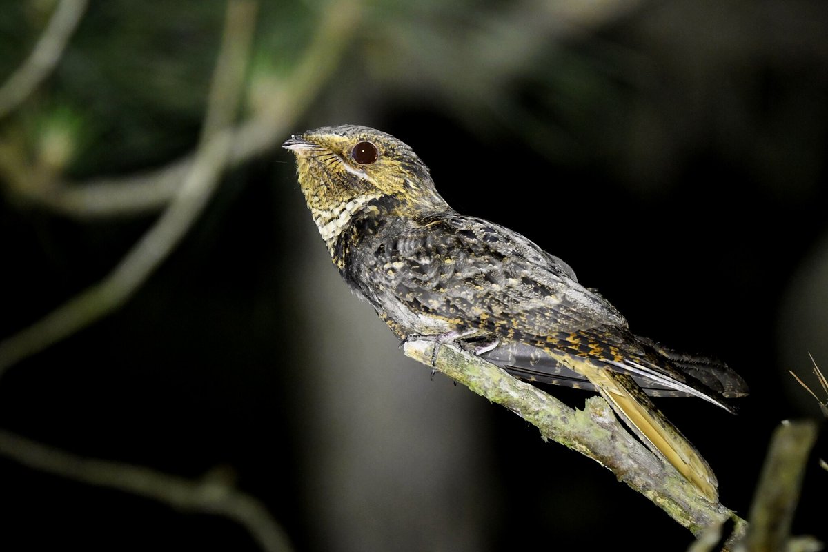 MarylandBiodiversity tweet media