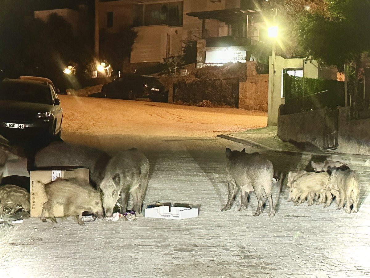 Yaşam alanlarını ellerinden alıyoruz ve bizim yaşam alanlarımıza giriyorlar diye laf ediyoruz🐖🐖🐖