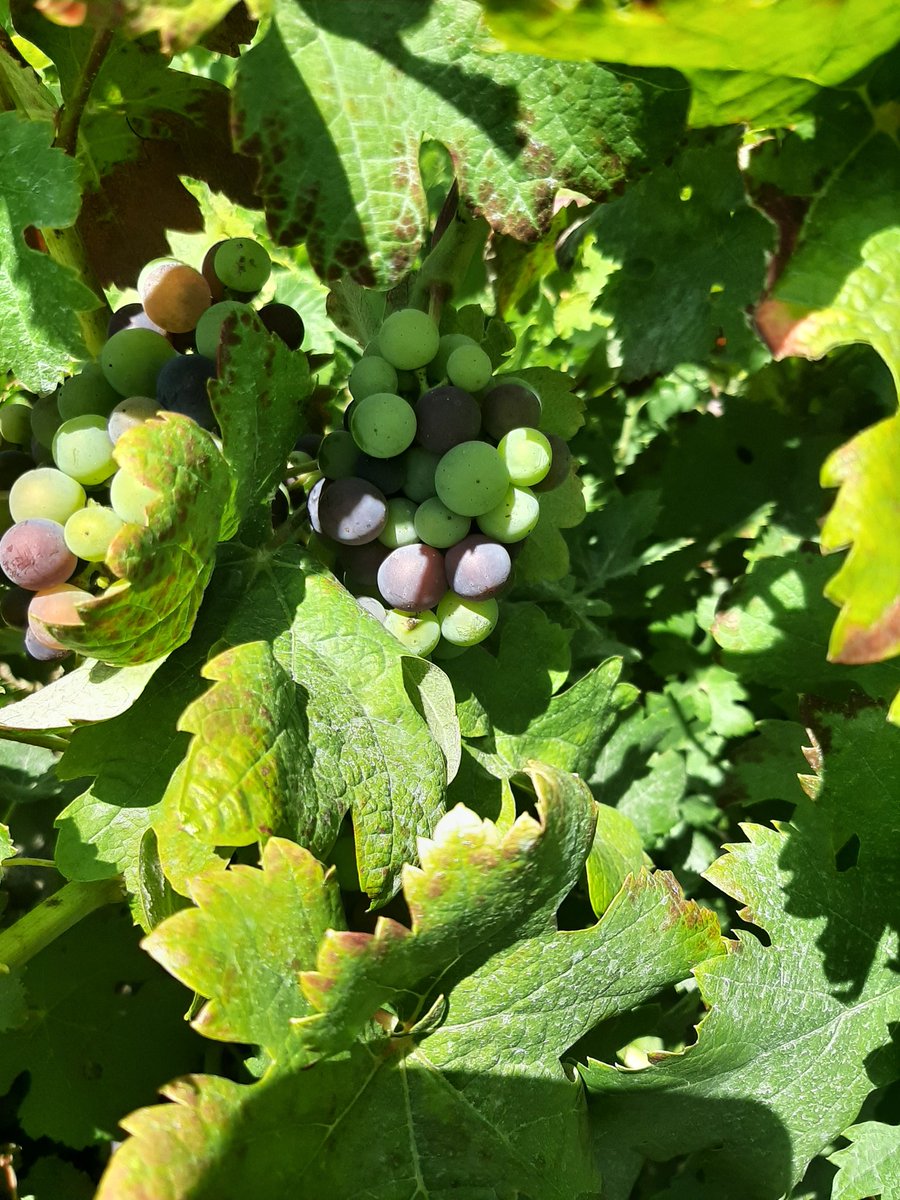 #Rufete #EnEnverando promete una gran cosecha, con una vegetación exhuverante, que no se trunque <a href="/DOSalamanca/">DO Sierra Salamanca</a> <a href="/Vinoslazorra/">Vinos la zorra</a> <a href="/CambricoWine/">Bodega Cámbrico</a> <a href="/FlequiBerruti/">Flequi Berruti</a>