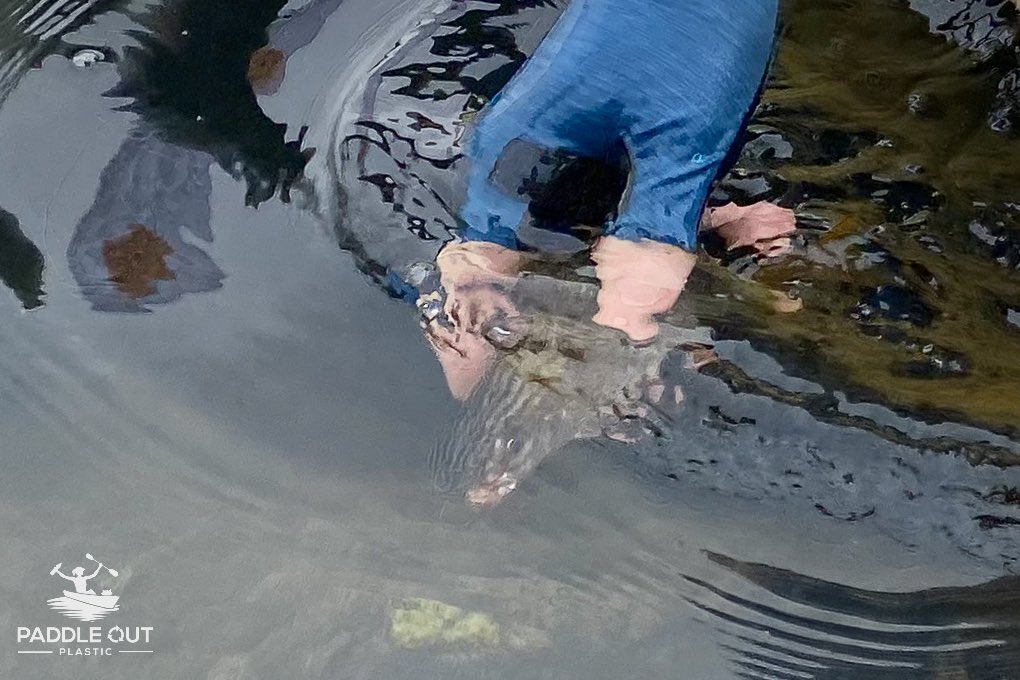 PadleOutPlastic's tweet image. Fish rescue! Found it w/ hook in mouth attached by short monofilament to sinker+bobber (p2) Cut w/ needle nose pliers (p3) Set it free (p4) Saved other species from swallowing fish+hook
TBH we know we’re saving fish and other species every time we #PaddleOutPlastic #ghostgear