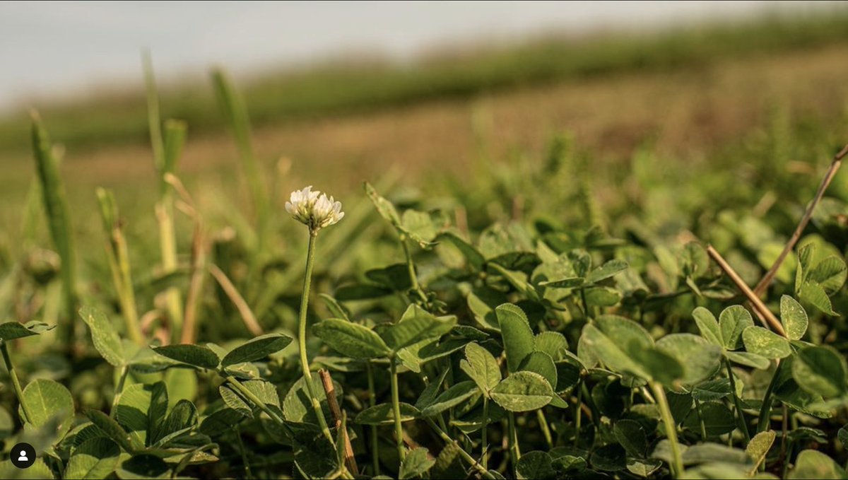 MnagemtAdvntge's tweet image. Some good rains the past few weeks and the clover has sprung back to life! #foodplots