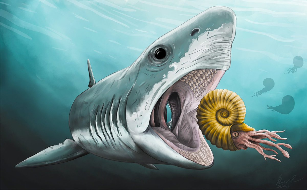 Here's my entry to #SharkWeek . Drew Ptychodus about to munch down on a Calycoceras. @BenGThomas42 latest video discusses Ptychodus very well, go check it out! 🦈🦈