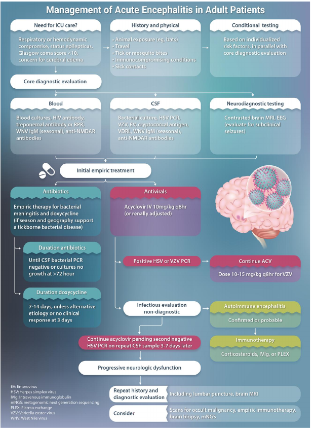 MHcsba's tweet photo. Clinical Infectious diseases 2023: State of the art Encefalitis aguda
#MedEd #MedTwitter 
https://t.co/dSPCnXyaC8 https://t.co/XQvf6m7EiB