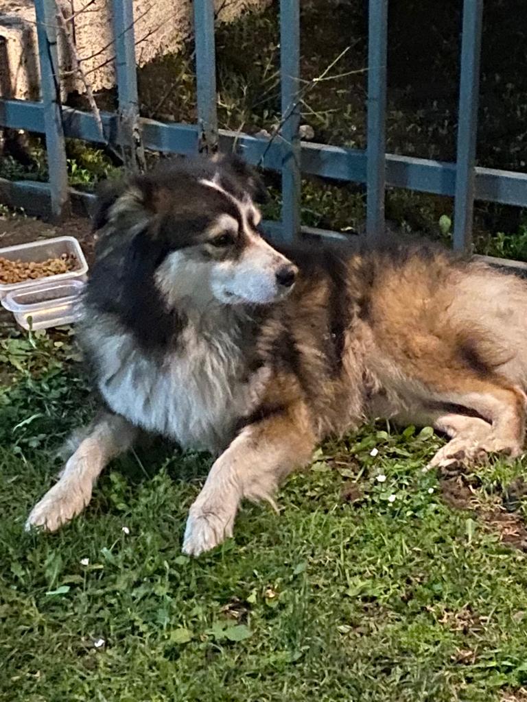 jcerdal's tweet photo. Hay un perrito perdido en el sector Luis Thayer Ojeda con El Vergel. Twitter, haz tu magia y llega con este mensaje a sus dueños. Favor RT. https://t.co/Ib16GsA19x