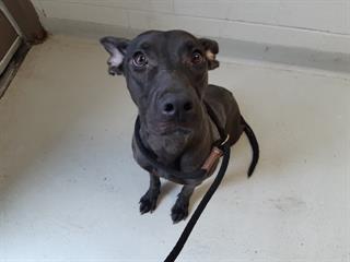 PetfindToronto's tweet image. #COWAN #SPENDER PARKETT #Pls RT2unite #FOUND #DOG- 23-Jul-23 #Toronto Animal Services A947284 #NORTH 416-338-8723 BROWN #AMER BULLDOG F/1Yr