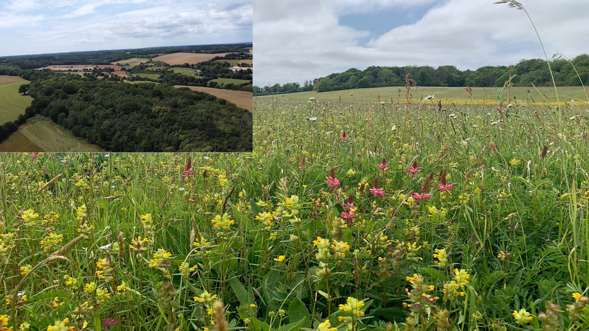 An ever growing resource of new sp rich grasslands =an ever growing resource for green hay spreading.Four neighbouring farms in Covet Valley working together today to exchange sp rich hay with big thx to <a href="/farmer_stu/">stuart jakeman</a>  for expert spreading with straw chopper. Farms leading 🦋recov'