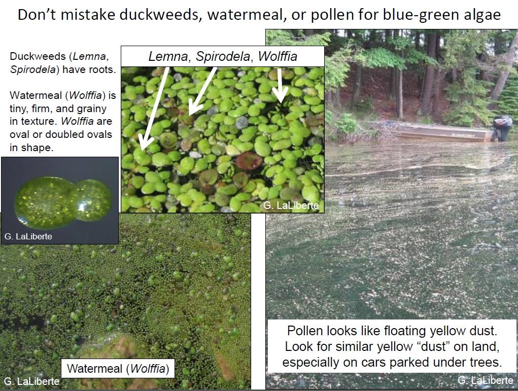 It ain't easy being green in #Menomonie.   

(You can see the pre-dredged north bay from over 10 years ago here:)
https://t.co/5MtMNKZS6N

https://t.co/jIrld6BmL2

https://t.co/ZAZuqqEMm3 https://t.co/M3inB8TrXF