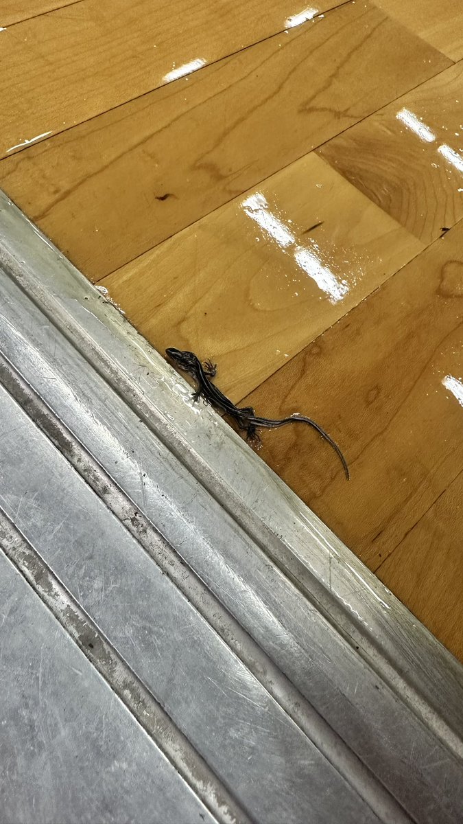 KahokAthletics's tweet photo. Any other ADs have a lizard 🦎 make their way to a newly waxed gym floor and unfortunately not make it out? 🤦🏻♂️#adprobs https://t.co/Oz4kf9gU39