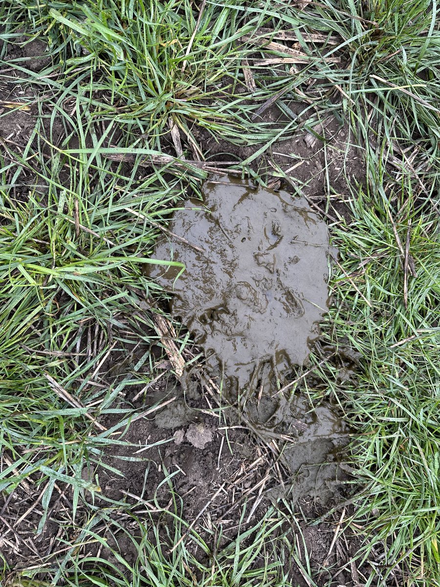 Ryegrass bajo riego en Fortín Mulitas, Coronel Suárez. Tercer pastoreo desde el 5/04, 150 kg de urea ya aplicados y se entrega el 1/09 para maíz de semilla. La ganadería intensiva aportando al margen de la hectárea agrícola