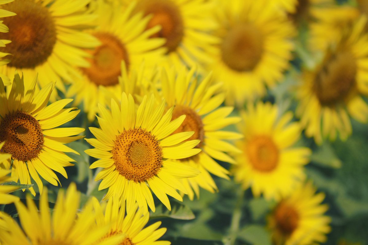 kotama64's tweet photo. めちゃくちゃ向日葵咲いてた‼️
朝から汗だくになった
#写真好きな人と繋がりたい 
#ファインダー越しの私の世界 
#向日葵 
#朝から暑い https://t.co/5hJuQcfyTj