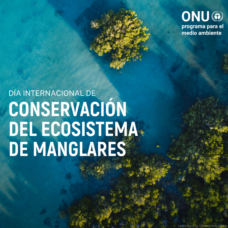 unep_espanol's tweet photo. Los manglares son una de las soluciones naturales más poderosas a la #CrisisClimática.

Su sistema de raíces nos defiende de los fenómenos meteorológicos extremos. 🌊

Preservar los manglares = Proteger nuestro futuro 🌎

El 26 de julio es el #DíaDeLosManglares

#DíaDelManglar