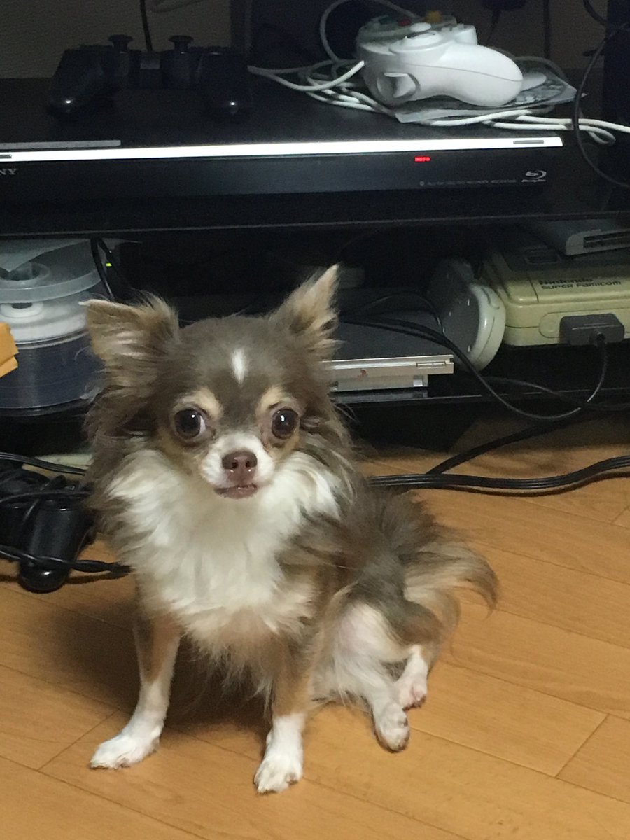 MeryCrea's tweet photo. 懐かしい写真が出てきました！
2歳頃かな？カラーが若い頃は濃い！
くっきりしたお顔立ちだったね🐕
#チワワ10歳
#イザベラ https://t.co/HcT7YYROqX