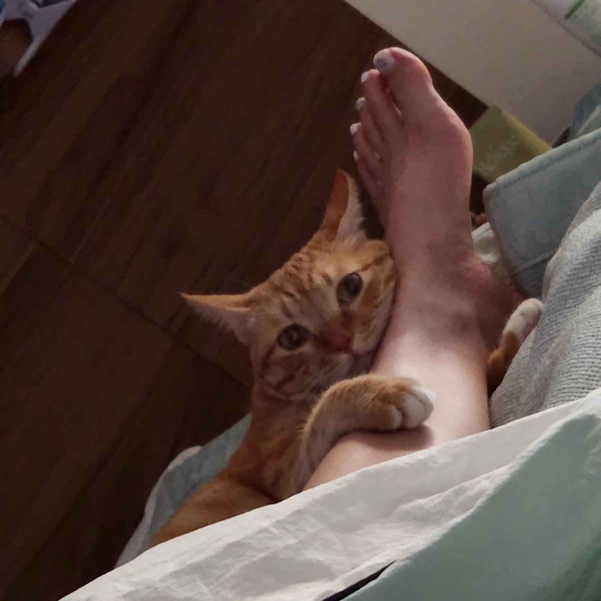 ぴぴたま🍳 tweet media