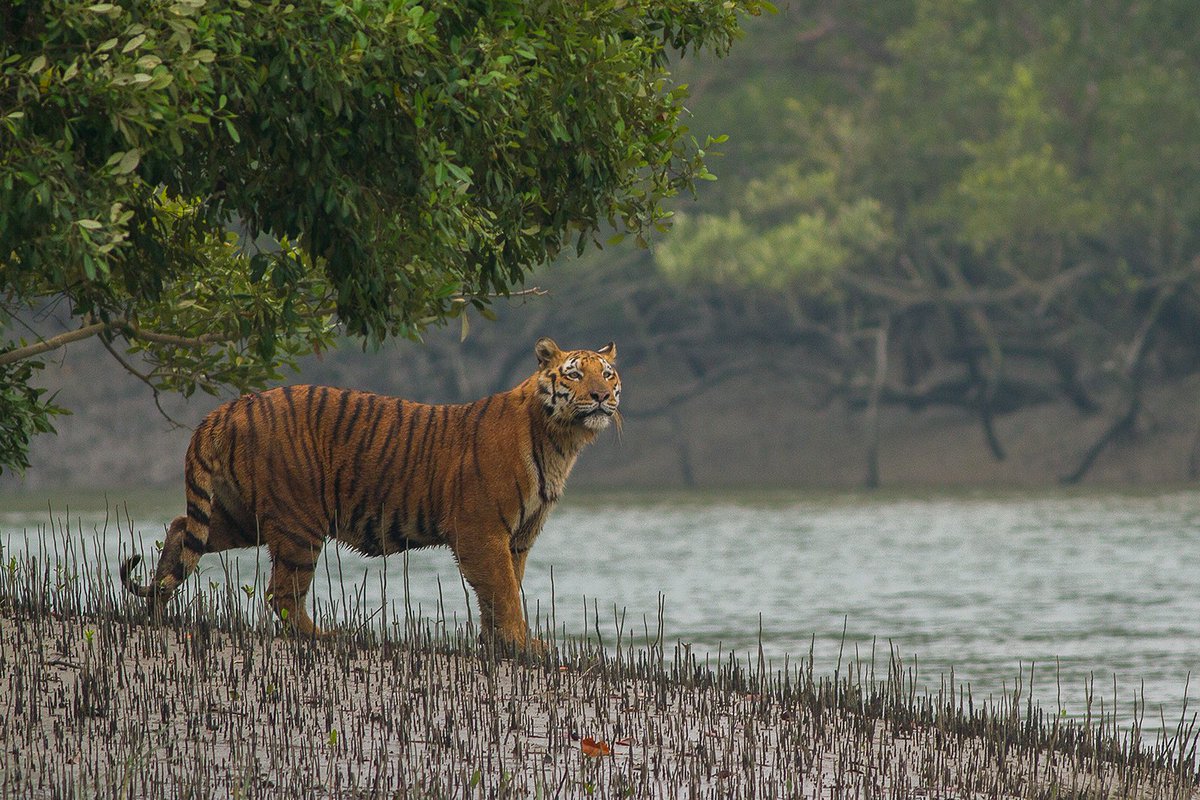 The majestic mangrove #tiger on #WorldMangroveDay 
#DYK July 26 is observed as the #UNESCO-driven International Day for the Conservation of the Mangrove Ecosystem. Join in and show us your tiger pictures in the #mangroves